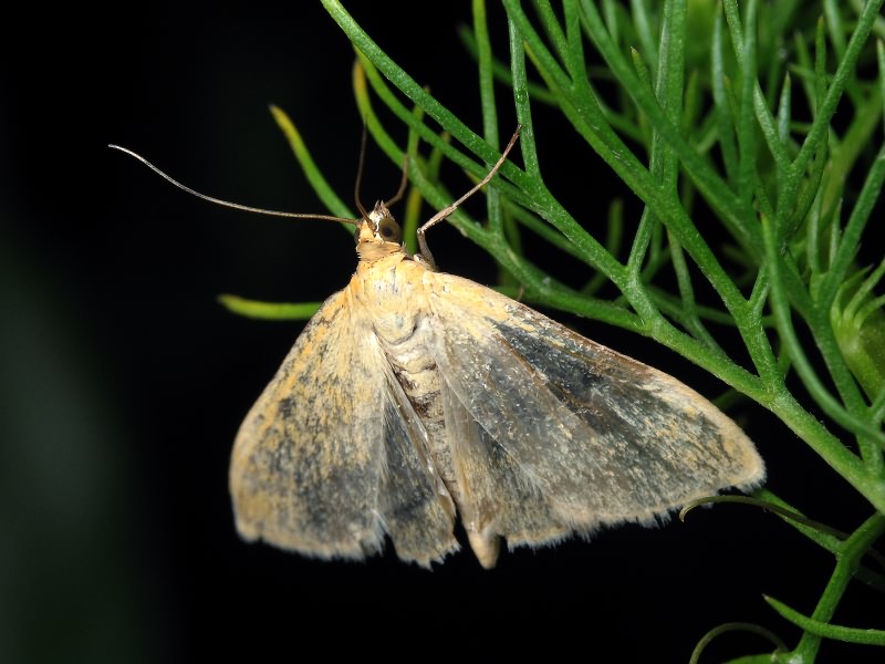 Sitochroa verticalis (Linnaeus, 1758)